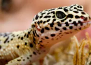 Quiz Vrai-faux : les reptiles