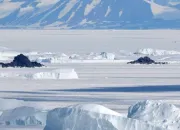 Quiz Antarctique ou Arctique