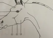 Quiz Partie du cheval - Cavalier 1 et 2