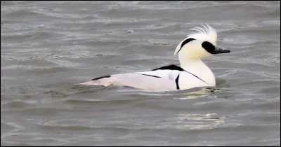 Quel est le canard le plus connu ?