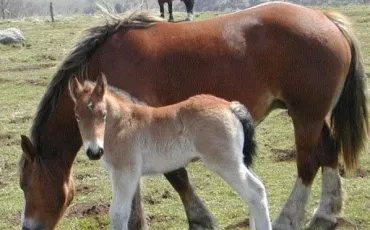 Quiz Chevaux