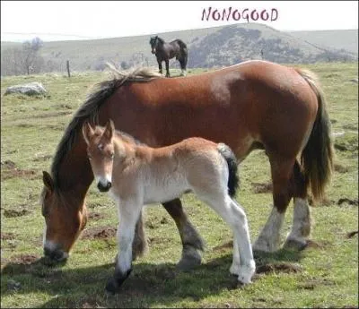 Est ce que les chevaux ont tous la mme taille ?