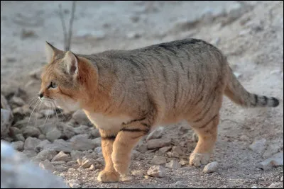 Tout d'abord, quelle est la famille du chat des sables ?