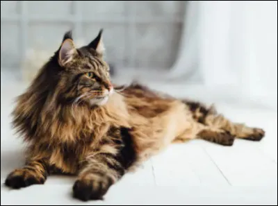 Très loin d'être une race pure, ce chat est la plus grande race du monde.