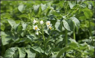 Quelle est cette plante cultivée dans mon potager ?