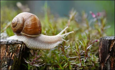 D'après la comptine, que porte sur son dos "Petit escargot" ?