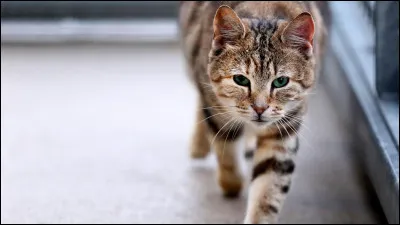 Pour commencer choisis un animal entre chien, chat, tigre, panda ou requin... 
Tu as choisi ? Alors on passe à la question 1 : De quelle famille est ton animal ?