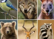 Test Quel est ton animal totem ?