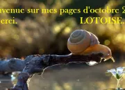 Quiz Que des sottises !