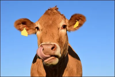 Quel est le nom de cet animal ?