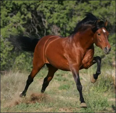 À quelle allure va ce cheval ?