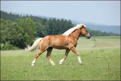 Comment s'appelle l'endroit ou l'on mesure le cheval ?