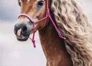 Quiz LHaflinger