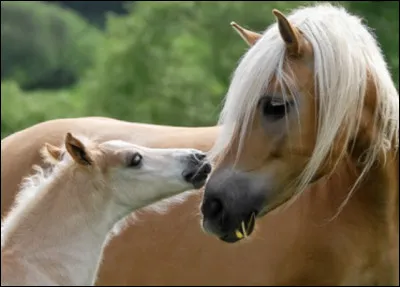 Dans quel livre un haflinger fait-il son apparition ?