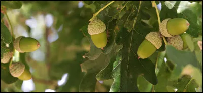 Le gland est le fruit du...