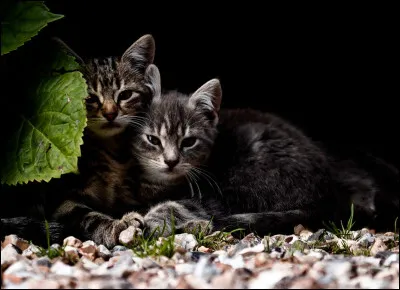 Est-ce que cet animal est un félin ou un canidé ?