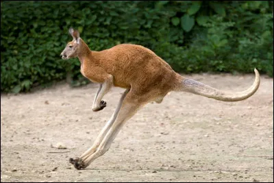 Quel est ce marsupial emblématique du continent australien avec de grands membres postérieurs lui permettant des sauts spectaculaires ?