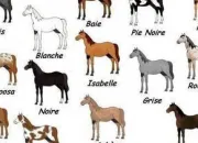 Quiz Les robes des chevaux !