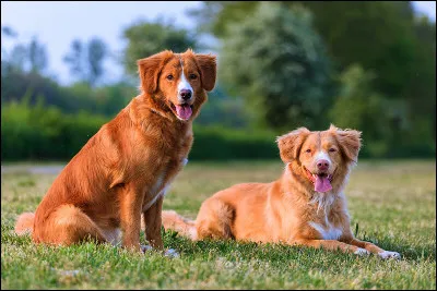 Est-ce un hovawart, un golden retriever ou un retriever de la Nouvelle-Écosse ?