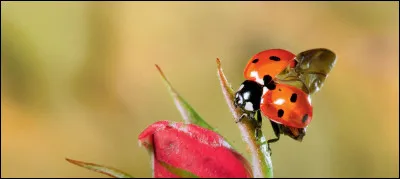 Comment dit-on "coccinelle" en anglais ?