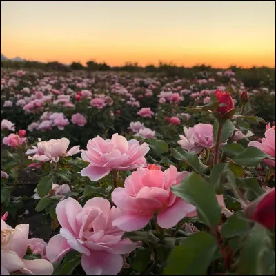 Ta fleur préférée est :