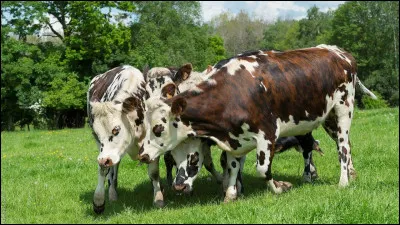 Comment appelle-t-on le bébé de la vache ?