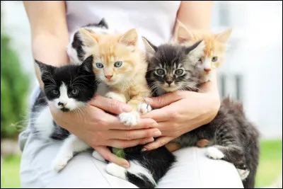 Comment s'appellent les chatons dans les "Aristochats" ?