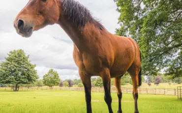 Quiz Animaux