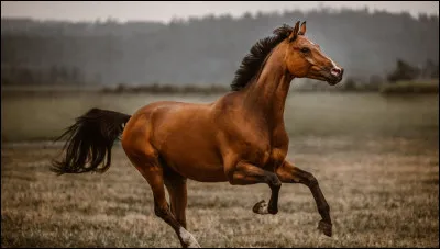 Comment s'appellent les marques sur les membres d'un cheval ?