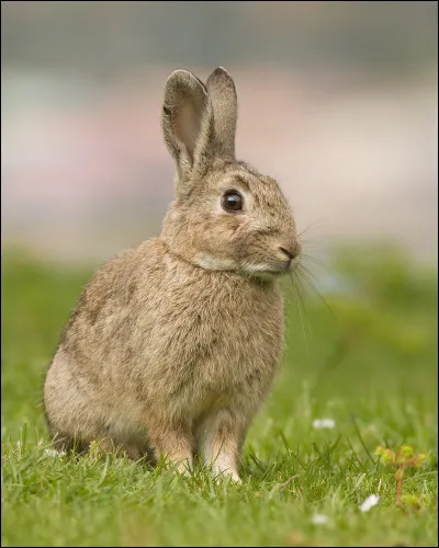 Les lapins sont :