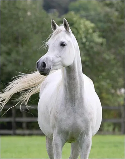 Quelle est la race de ce cheval ?