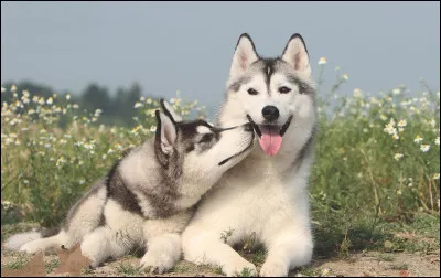 À quelle race appartiennent ces chiens ?