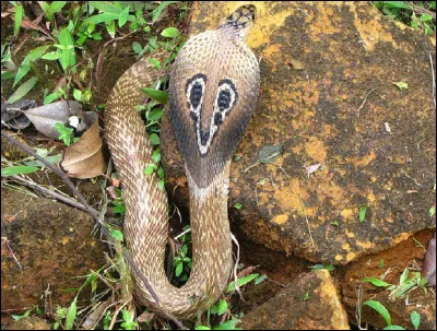 Que est l'autre nom du serpent à lunettes ?