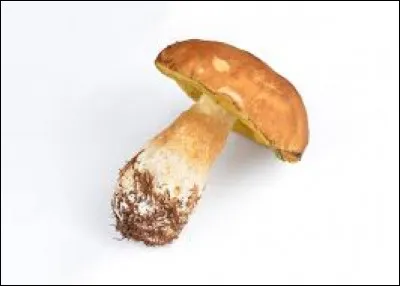 Comment dit-on "champignon" en anglais ?