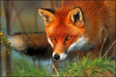 Le renard est un :