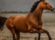 Quiz Connais-tu les chevaux ?