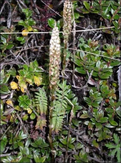 Botanique : L'Aa est un genre d'orchide (et oui, l'image surprend, mais c'est bien a). Au vu de l'aspect de cette plante, vous diriez qu'elle vient :