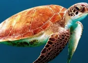 Quiz Connais-tu vraiment les tortues ?