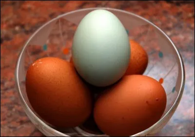 Quelle race de poule est capable de pondre des 
ufs bleus ?