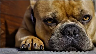 Dix-huit muscles assurent la mobilité d'une oreille de chien.