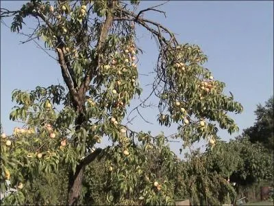 De quel arbre fruitier s'agit-il ?