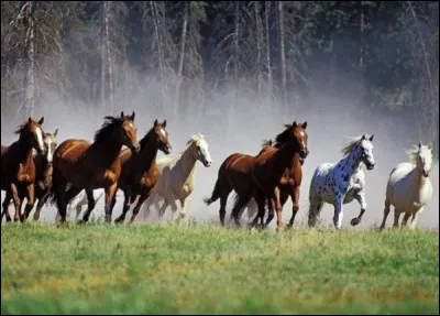 Quelle est la plus belle couleur de cheval ?