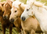 Quiz Les diffrentes robes des chevaux