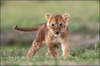 Lequel de ces quatre animaux te donne envie de l'élever ?