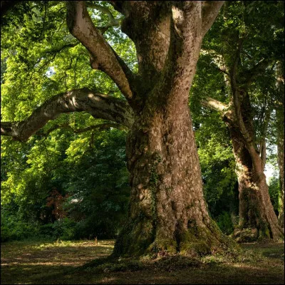 Où aimerais-tu vivre dans la forêt ?