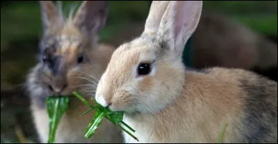 Quel légume est toxique pour le lapin ?