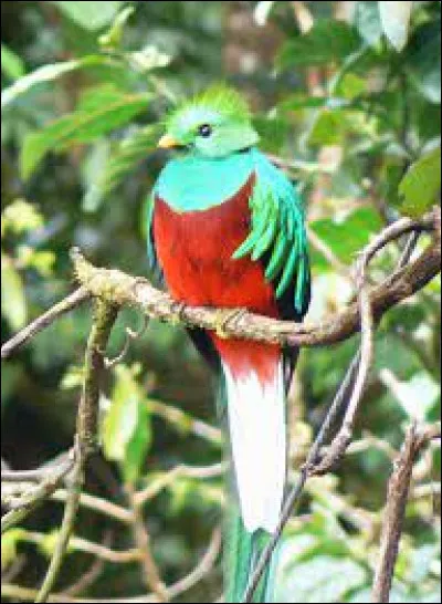 Trouvez la monnaie à l'aide de cet oiseau emblématique du Guatemala !