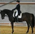 Quiz Equitation