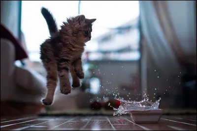 Ce chat a-t-il vraiment peur de l'eau ?