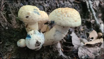 Ce bolet devient bleu indigo au froissement et à la coupe. C'est un très bon comestible et il pousse sous les bouleaux. Quel est son nom ?